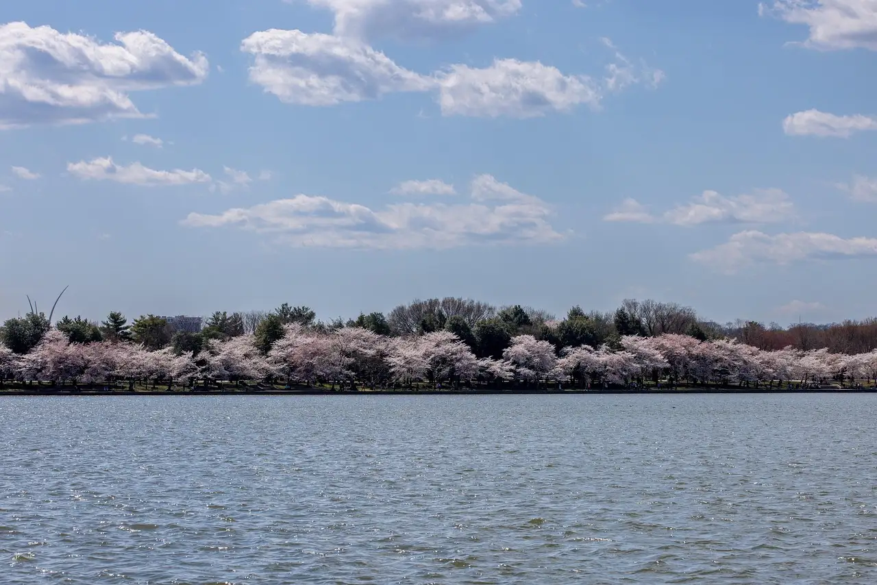 Cherry trees in bloom along the far shore of the Tidal Basin in Washington, DC, under a partly cloudy sky.