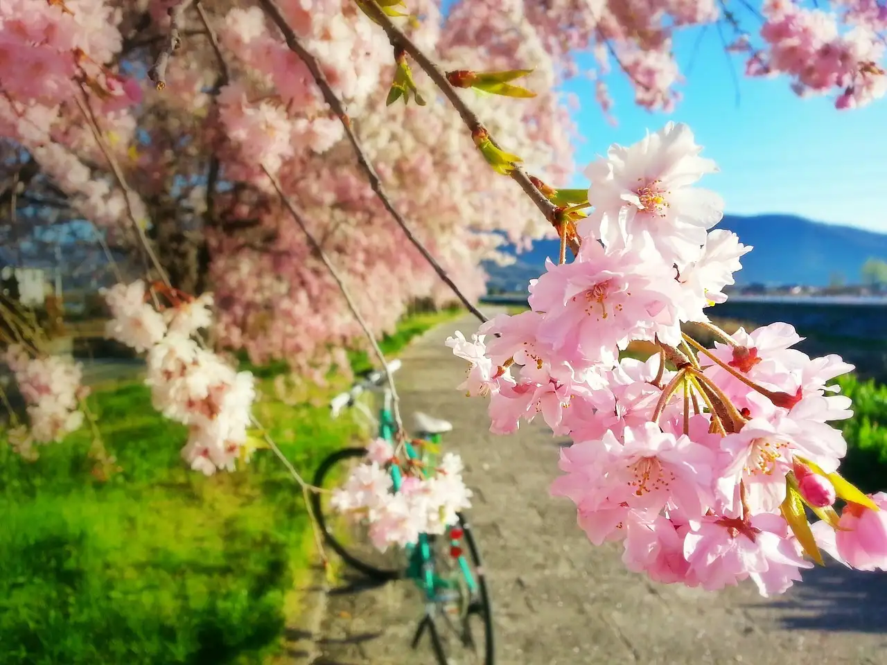Pink cherry blossoms in front of a bicycle parked on a path