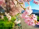 Pink cherry blossoms in front of a bicycle parked on a path