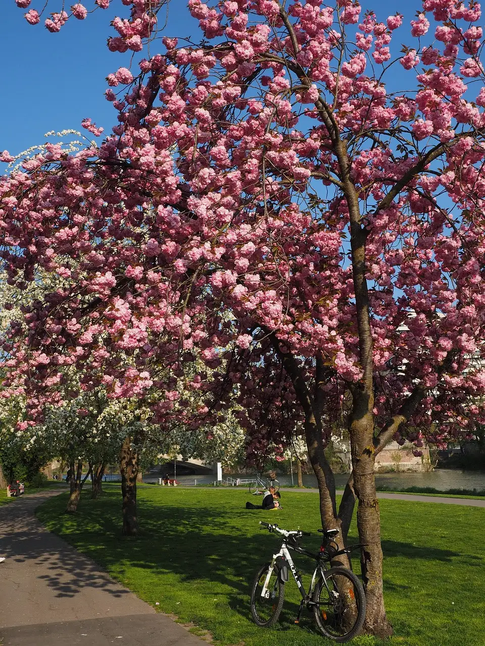 A bicycle parked under a pink cherry blossom tree on a lawn
