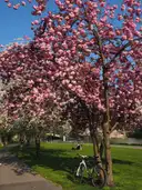 A bicycle parked under a pink cherry blossom tree on a lawn