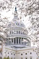 The US Capitol dome seen through branches of white cherry blossoms