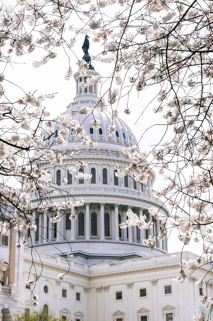 The US Capitol dome seen through branches of white cherry blossoms