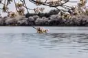 A cherry blossom branch over the calm water of the Tidal Basin, with pink trees on the far bank
