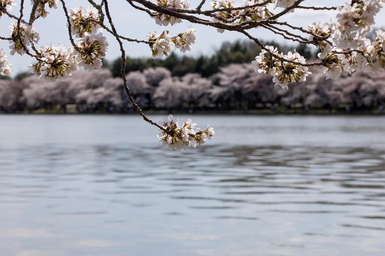 A cherry blossom branch over the calm water of the Tidal Basin, with pink trees on the far bank
