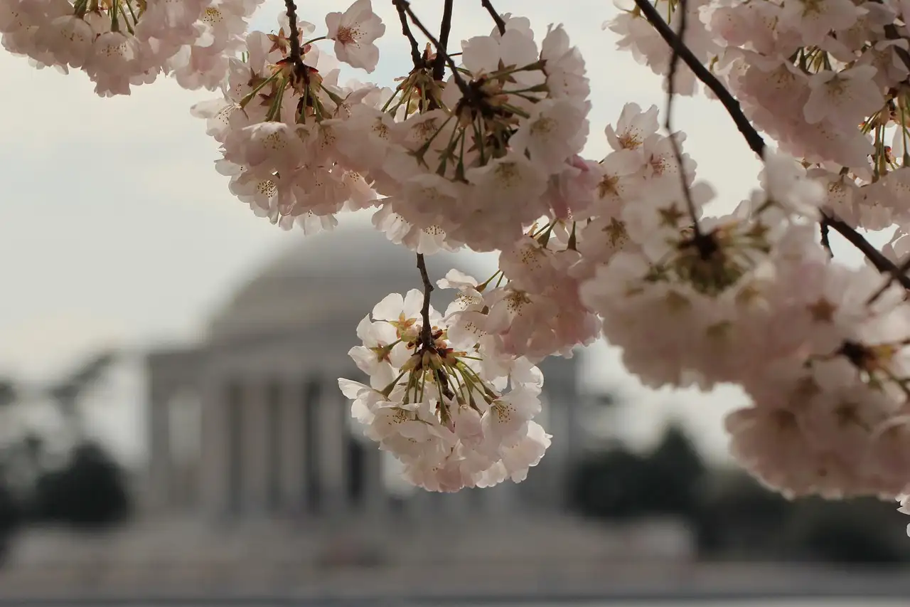 Close-up of white cherry blossoms, with the dome of the Jefferson Memorial blurred behind