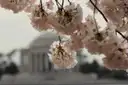 Close-up of white cherry blossoms, with the dome of the Jefferson Memorial blurred behind