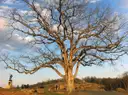 A large bare tree on a rocky rise at Devil's Den on the Gettysburg battlefield