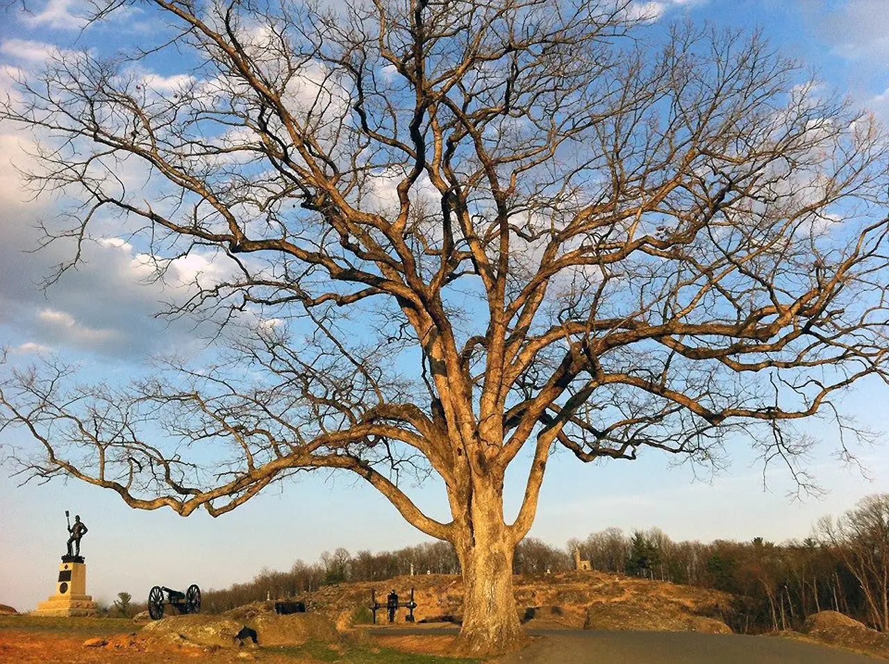 A large bare tree on a rocky rise at Devil's Den on the Gettysburg battlefield