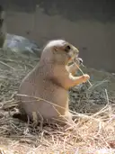 A prairie dog eating hay at the Smithsonian National Zoo