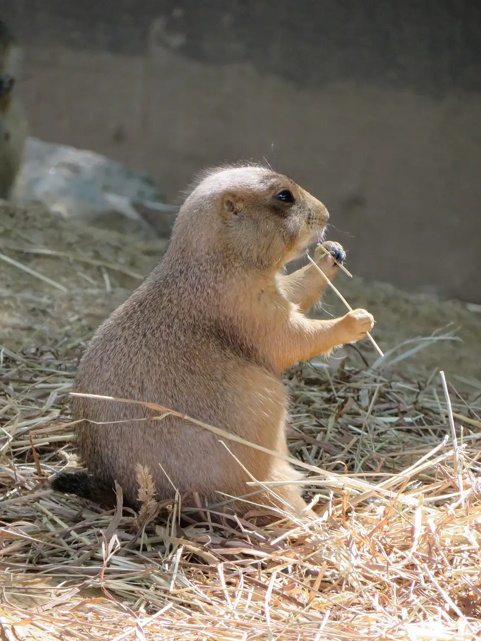 A prairie dog eating hay at the Smithsonian National Zoo