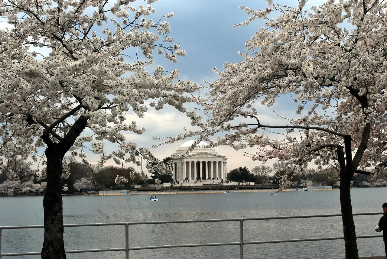 The Jefferson Memorial across the water, framed by two blooming cherry trees