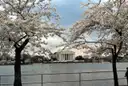 The Jefferson Memorial across the water, framed by two blooming cherry trees