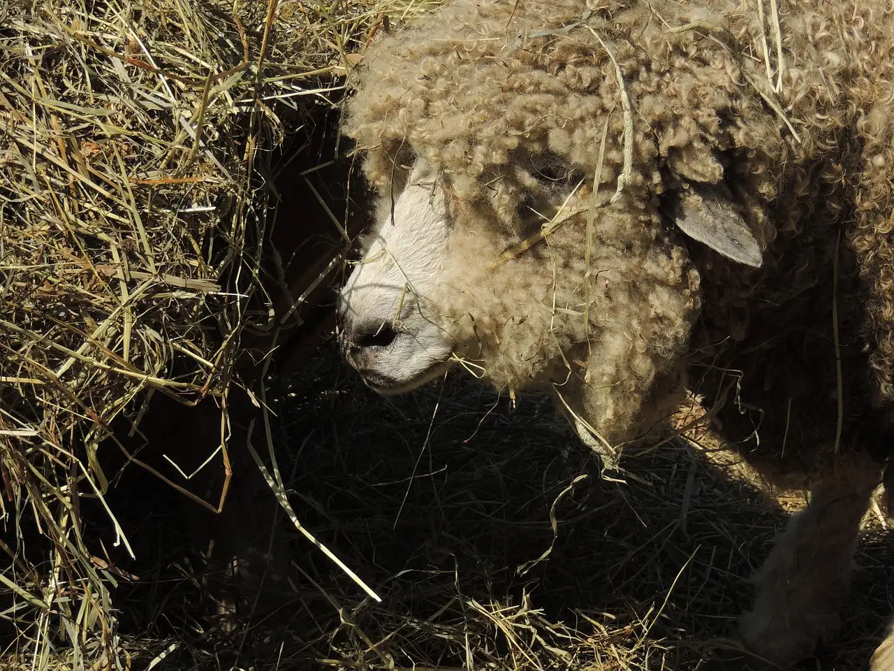 A woolly sheep lying in straw on a farm