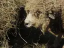 A woolly sheep lying in straw on a farm