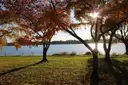 The Potomac River seen through autumn trees on a sunny day, with the far bank low on the horizon