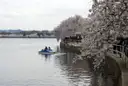 A pedal boat on the Tidal Basin in Washington, DC, beside cherry trees in bloom.