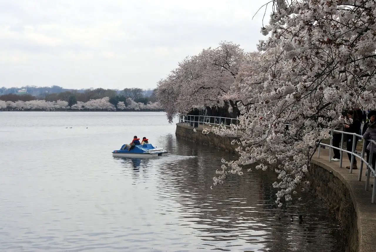 A pedal boat on the Tidal Basin in Washington, DC, beside cherry trees in bloom.