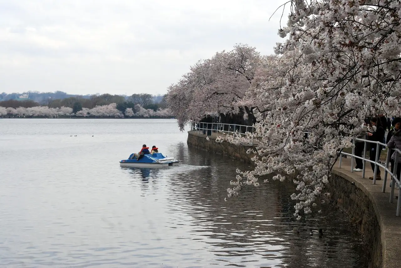A pedal boat on the Tidal Basin in Washington, DC, beside cherry trees in bloom.