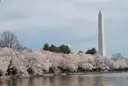 The Washington Monument rising behind a row of blooming cherry trees along the Tidal Basin