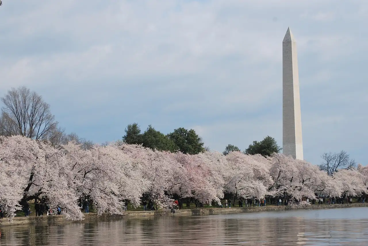 The Washington Monument rising behind a row of blooming cherry trees along the Tidal Basin